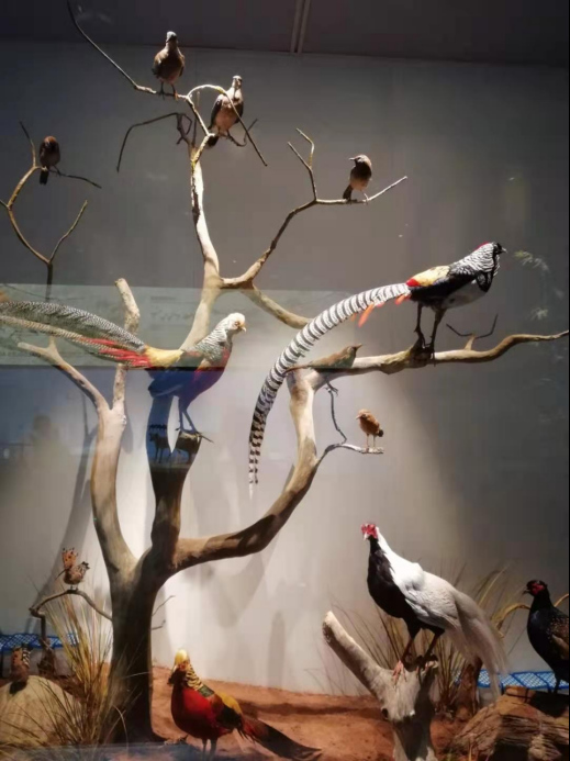 鸟类
