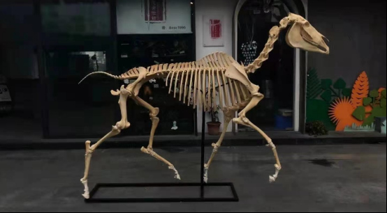 鹿骨骼