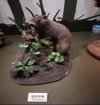 美洲旱獭